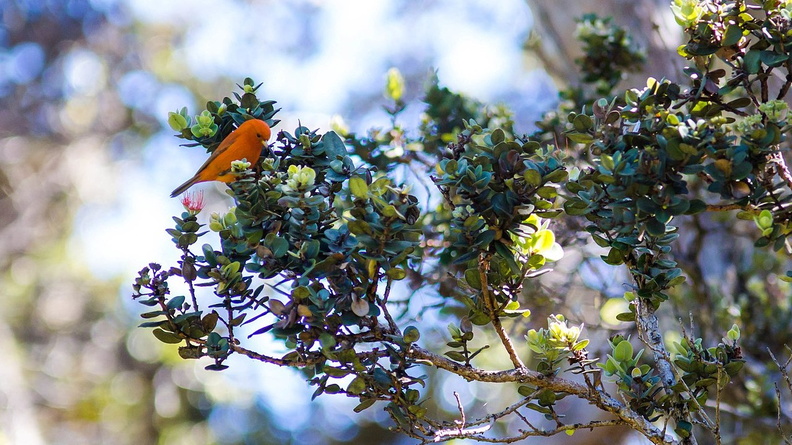Hawai‘i ‘akepa (Loxops coccineus) 6